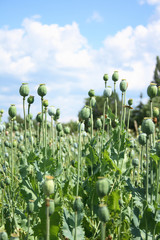 poppy field