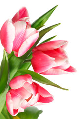 Naklejka premium holiday tulips bouquet isolated on white