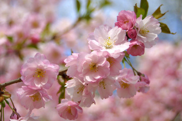 Fototapeta na wymiar Spring sakura blossom