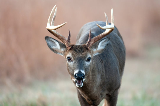 Whitetail deer buck with mouth open