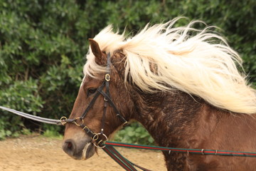 pferd beim longieren