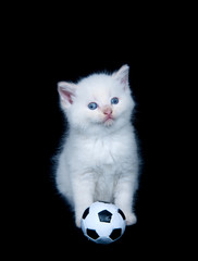 White kitten and soccer ball