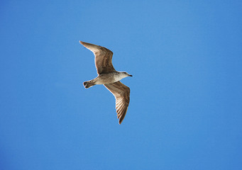 Möve