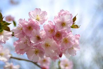 Spring sakura blossom