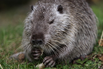 Nutria