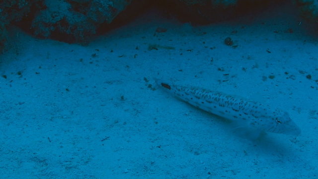 Speckeld sandperch (parapercis hexophthalma) swimming in the Red Sea