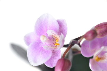 Fototapeta na wymiar Kwiaty piękne orchid wyizolowanych