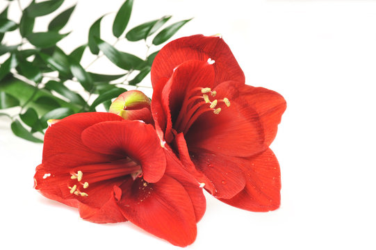 Bouquet From Red Amaryllis