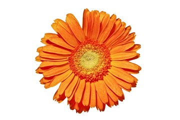Close up from a orange gerbera flower