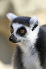 Fototapeta premium Lemur portrait