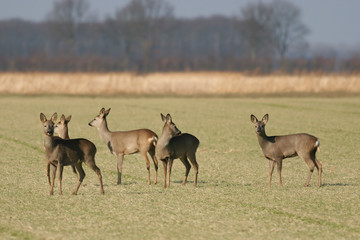 Rehe