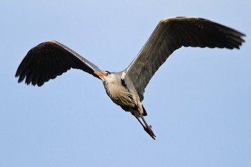 Fliegender Reiher am blauem Himmel