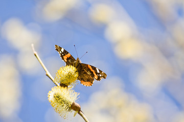 Vanessa atalanta