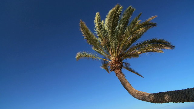 Tropical Palm Tree Close-up
