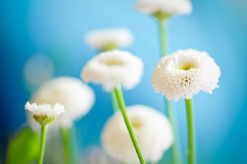 bellymania - gänseblümchen