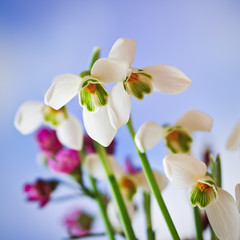schneeglöckchen - frühlingsboten