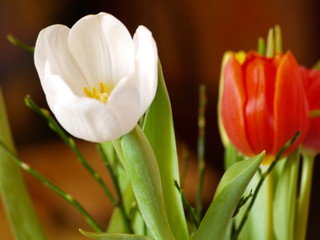 Naklejka premium Tulpen 01