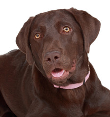 brown labrador dog