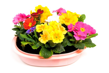Colorful Primula flowers in pink pot over white background
