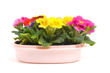 Colorful Primula flowers in pink pot over white background