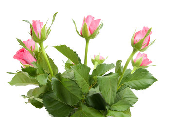 Bouquet of pink roses over white background