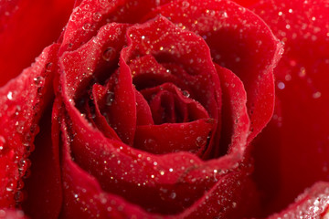 Red wet fresh rose