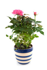 Pink rose bush in flower pot