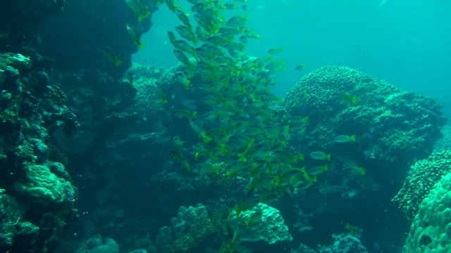 Shoal of Ehrenberg's snappers swimming in the Red Sea