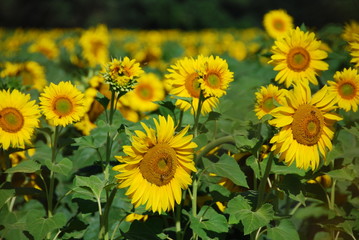 Sunflowers Meadow, Tuscany