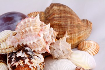 shells