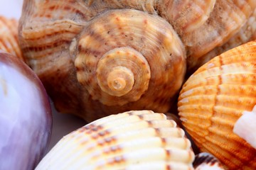 shells