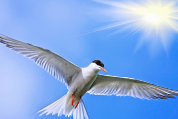 bird in the sky