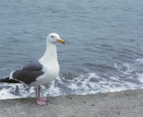 Fototapeta na wymiar Sea gull by the sea