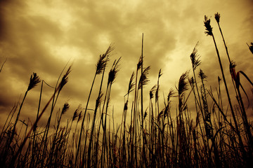 reeds at sunset in a windy day near a river