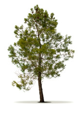 arbres série - pin sur un fond blanc - arbre vert