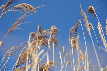reeds  in a windy summer blue day
