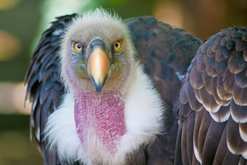 Vulture look to you with ruthless eyes.
