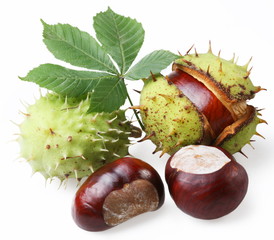 chestnut on a white background