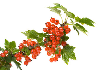 Red currant