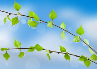 Green branch on sky background