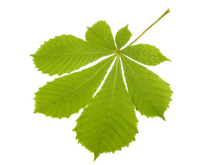 Naklejka na ściany i meble Green leaf