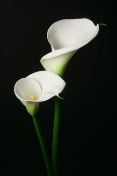 Fototapeta A couple of white Calla lily on a black background