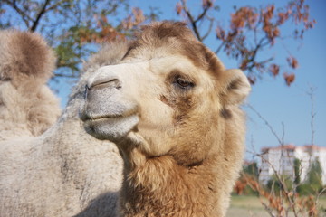 Camel against the blue sky