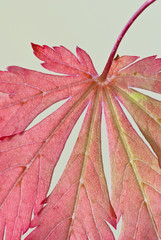 Single Leaf Of Japanese Maple Tree Cultivar Acer Japonicum