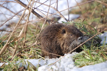 nutria cub eating grass