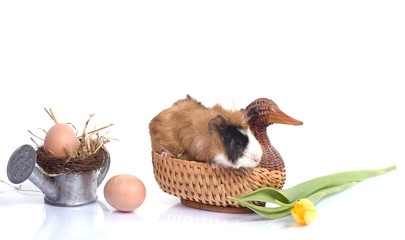 petit cobaye et fête de pâques