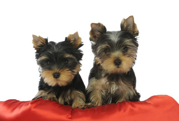 deux chiots yorkshire terriers sur un coussin rouge