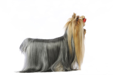yorkshire terrier de profil en studio sur fond blanc
