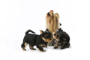 deux chiots yorkie et leur maman en scène de jeu