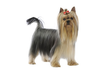 yorkshire terrier de trois quart,debout en studio sur fond blanc